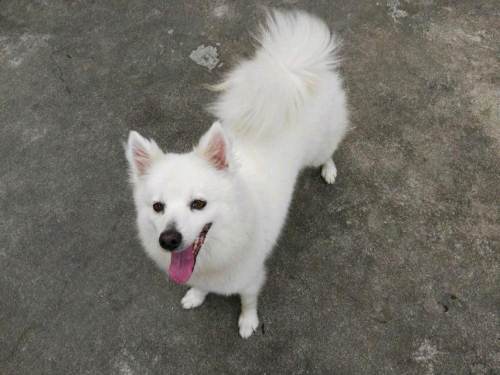 银狐犬