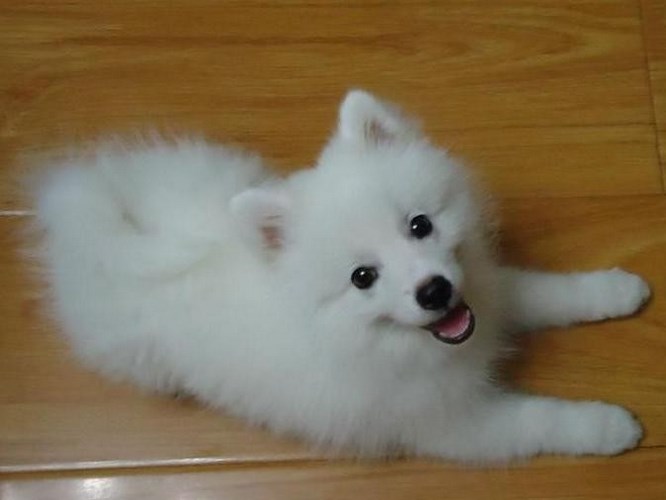 银狐犬