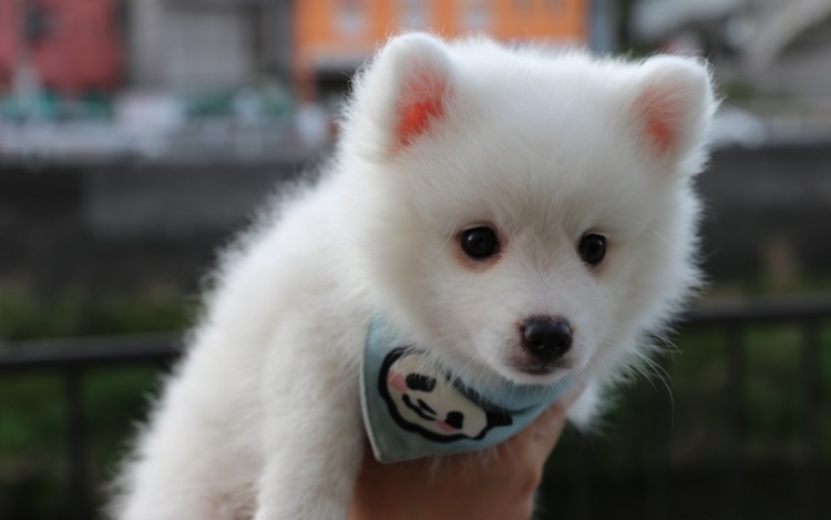 银狐犬