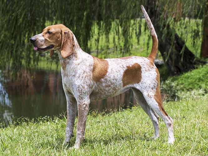 英国猎浣熊犬