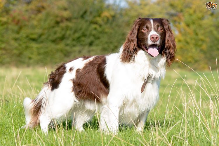 英国跳猎犬