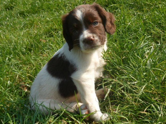英国跳猎犬