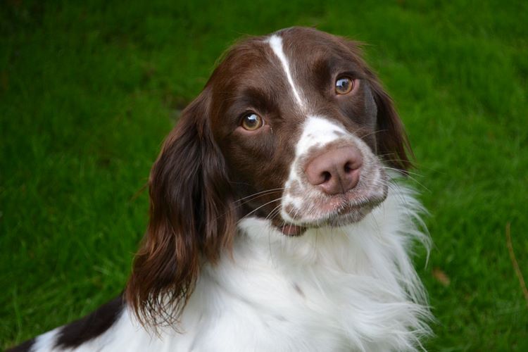 英国跳猎犬