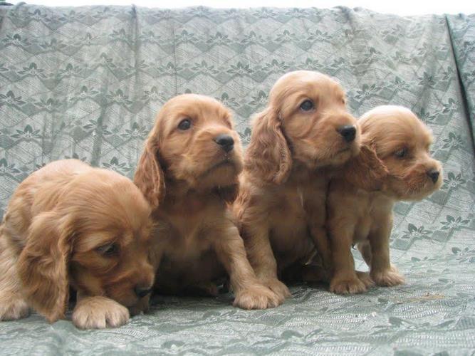 英国可卡犬
