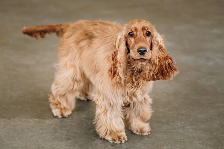 英国可卡犬
