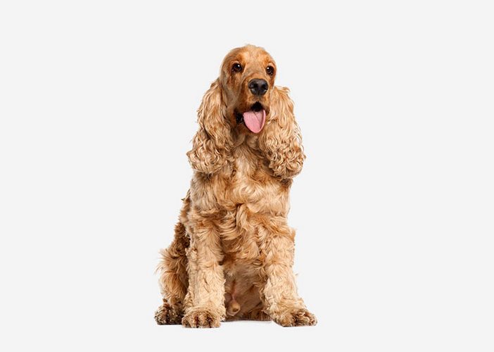 英国可卡犬