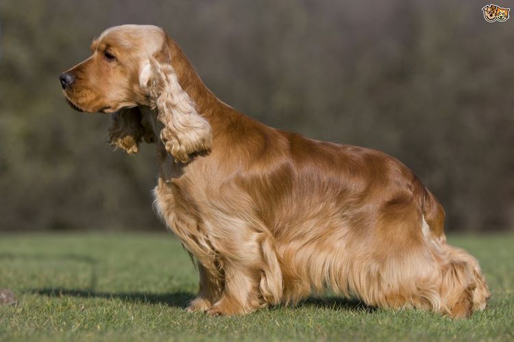 英国可卡犬