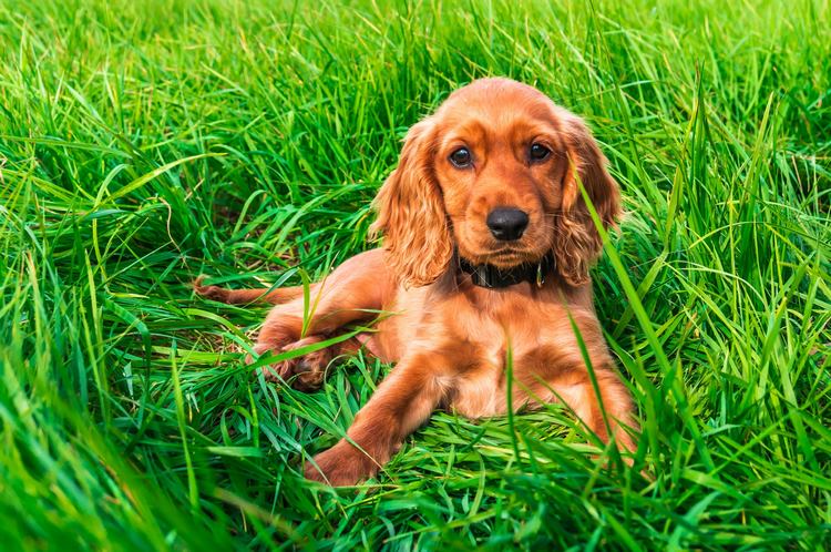 英国可卡犬