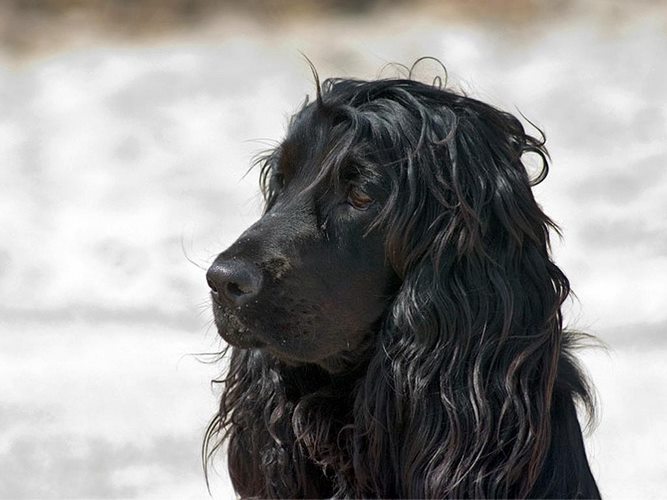 英国可卡犬