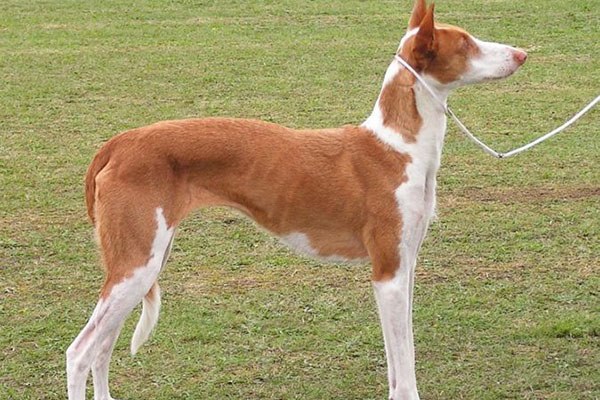 意大利灵缇犬