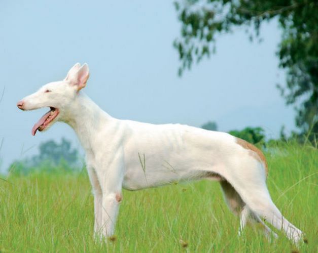 意大利灵缇犬
