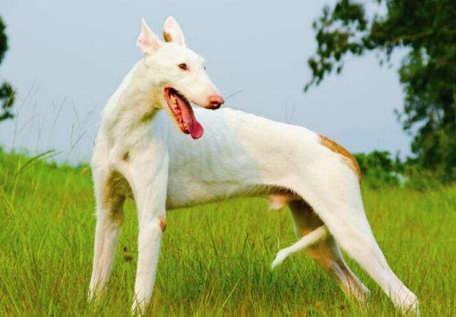 意大利灵缇犬