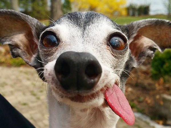 意大利灵缇犬