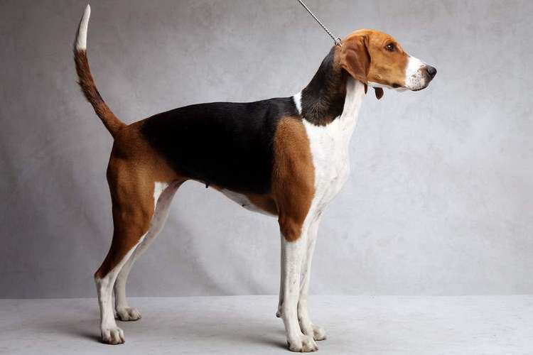 英国猎狐犬