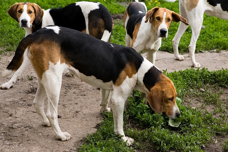 英国猎狐犬