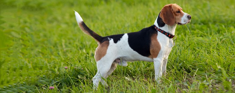 英国猎狐犬