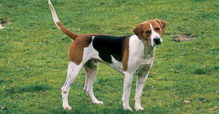 英国猎狐犬