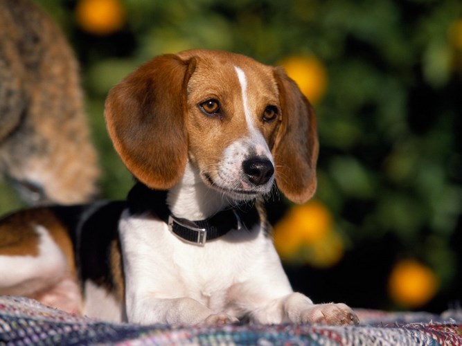 英国猎狐犬