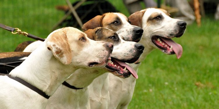 英国猎狐犬