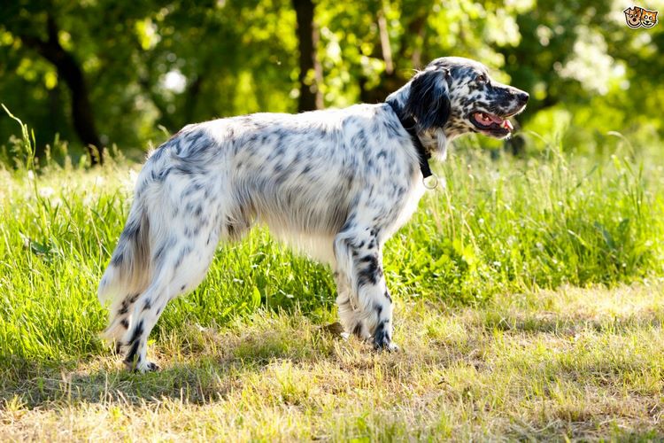 英国蹲猎犬