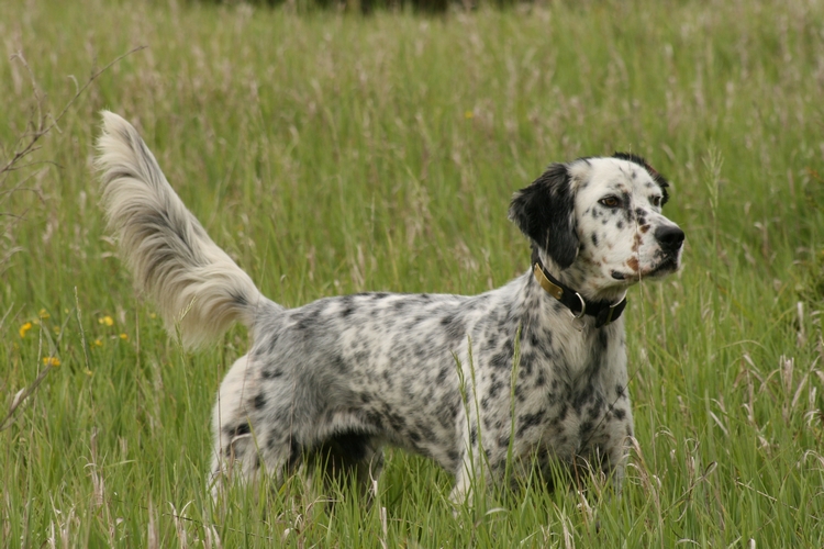 英国蹲猎犬