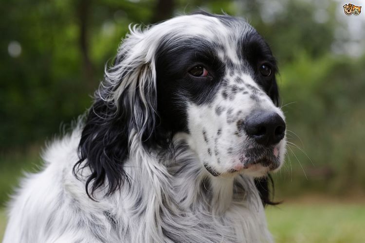 英国蹲猎犬