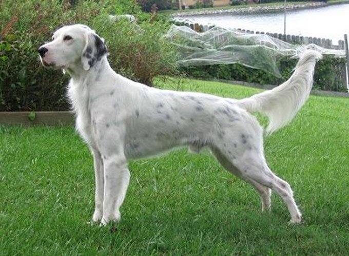 英国蹲猎犬