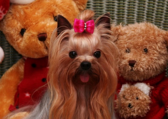 约瑟犬