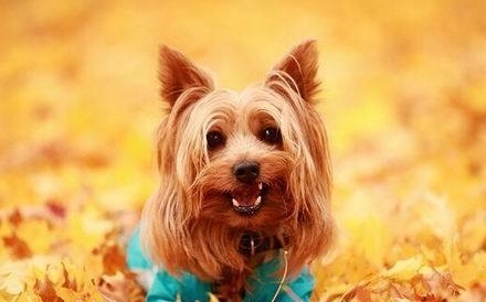 约瑟犬