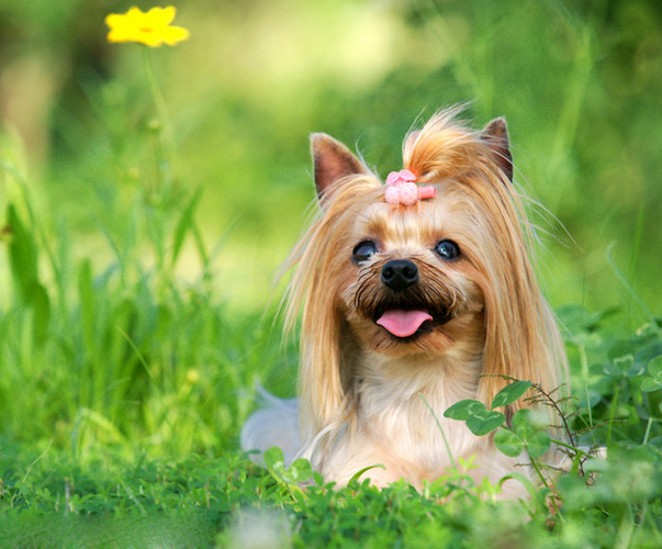 约瑟犬