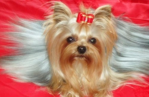 约瑟犬