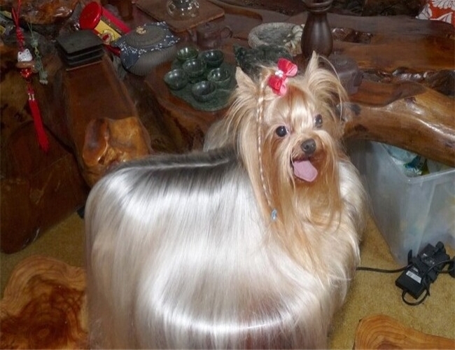 约瑟犬