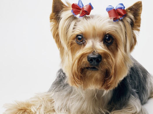 约瑟犬