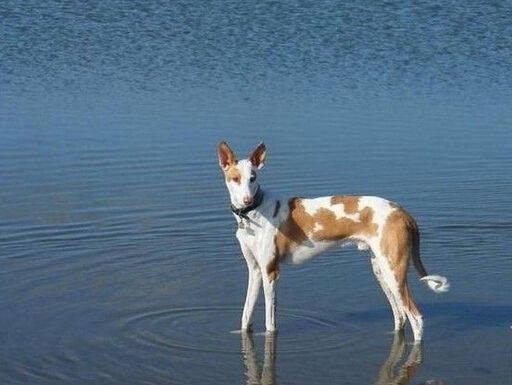 伊比赞猎犬