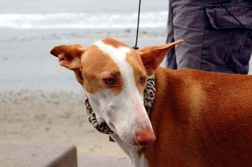 伊比赞猎犬