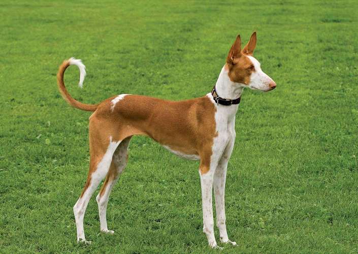 伊比赞猎犬