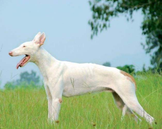 伊比赞猎犬