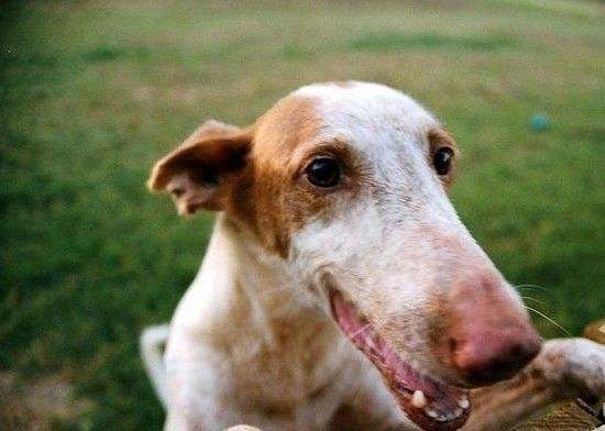 伊比赞猎犬