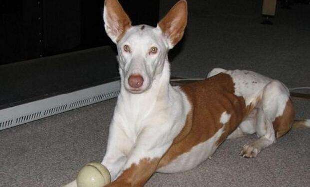 伊比赞猎犬