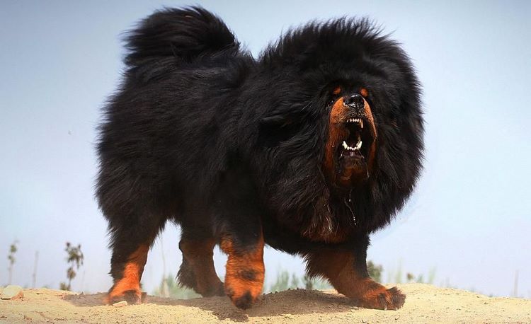 藏獒