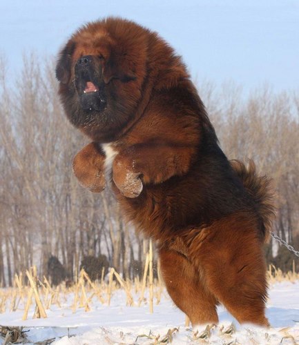 藏獒