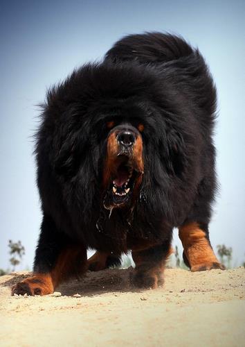 藏獒