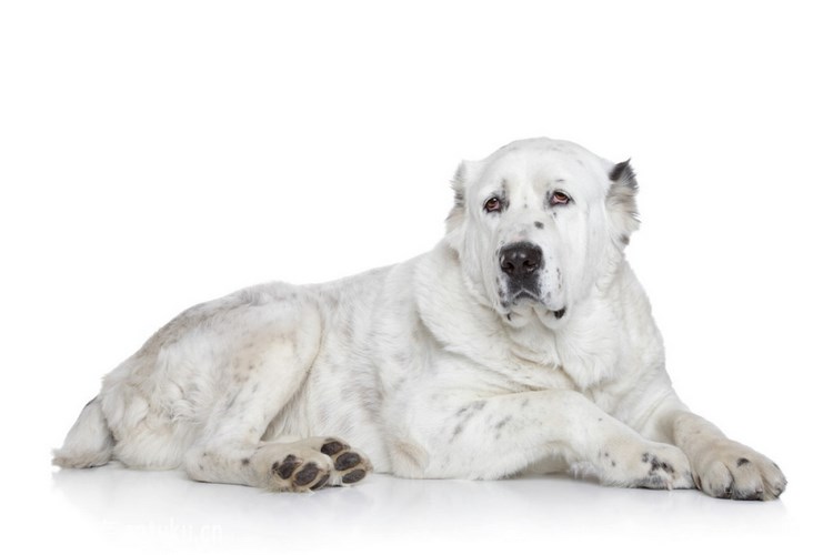 中亚牧羊犬