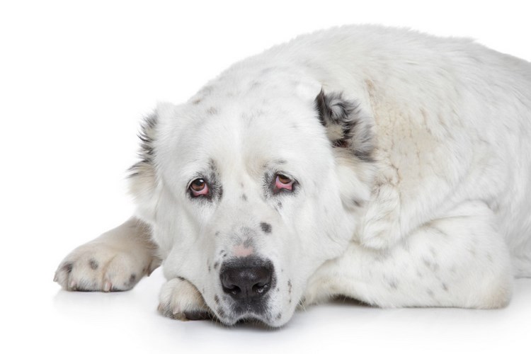 中亚牧羊犬