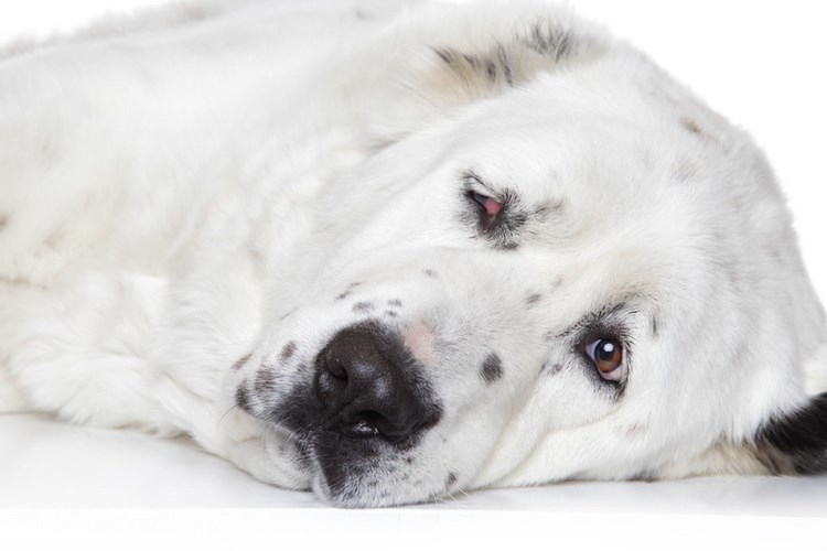 中亚牧羊犬