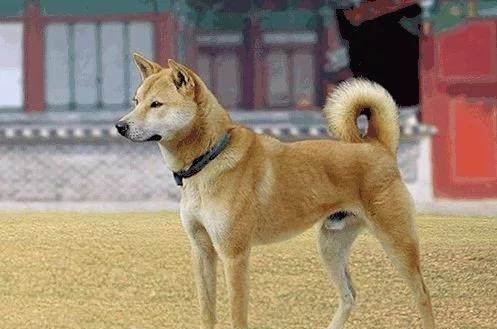 中华田园犬