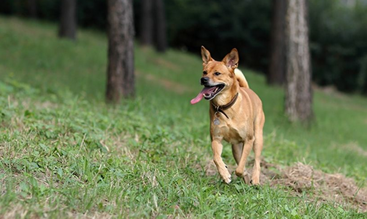 中华田园犬