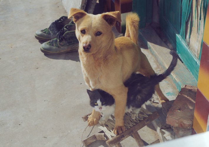 中华田园犬