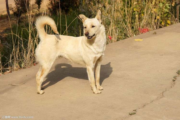中华田园犬