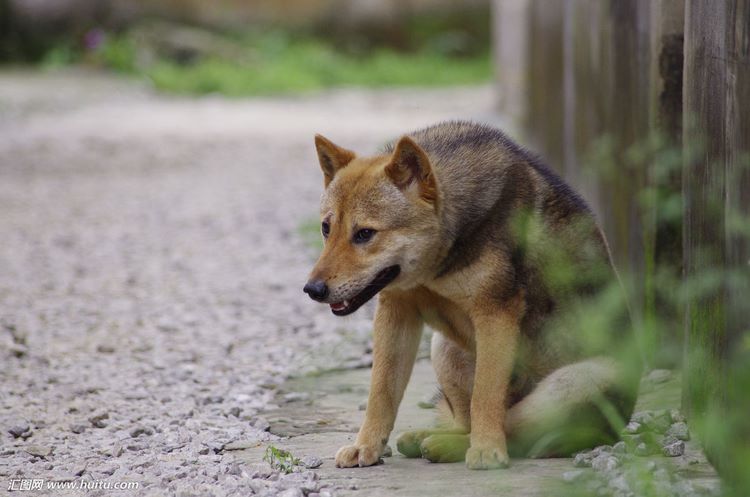 中华田园犬